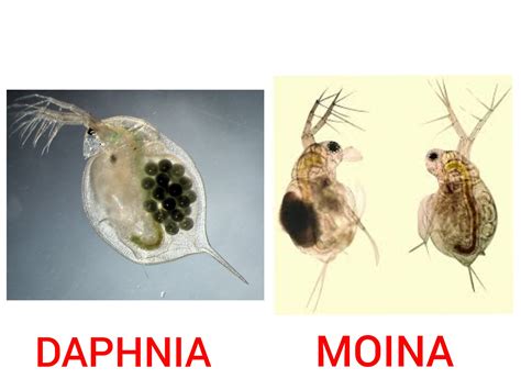 6.1. Daphnia and Moina .